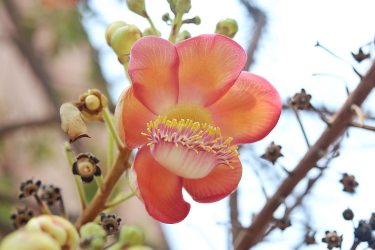 Photo ピンクの花の植物のクローズアップ