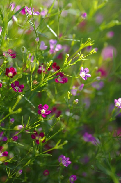 ピンクの花の植物のクローズアップ