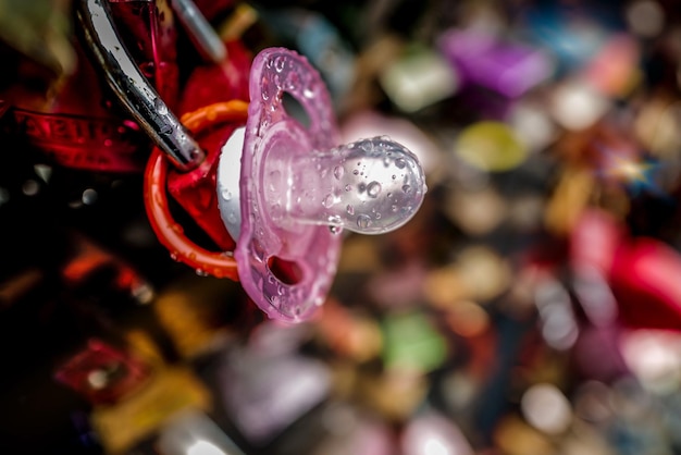 Foto prossimo piano di una pianta a fiore rosa