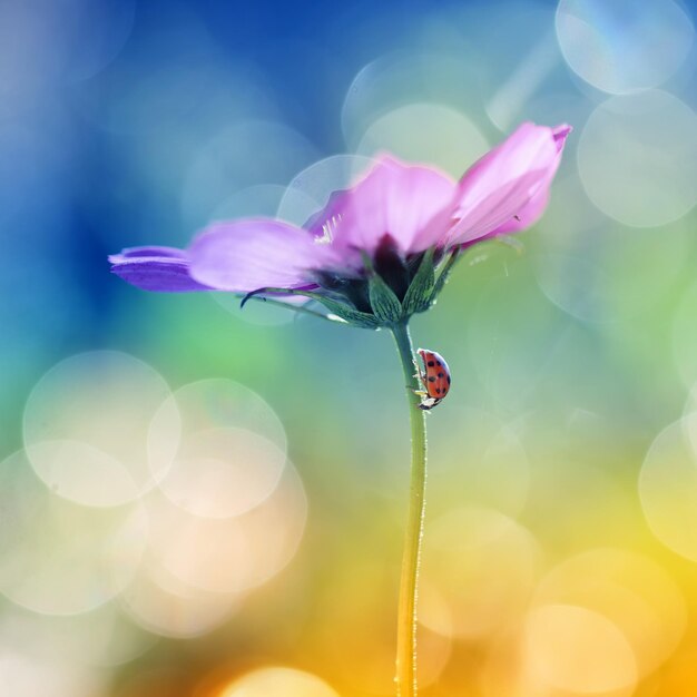 Foto prossimo piano di una pianta a fiori rosa