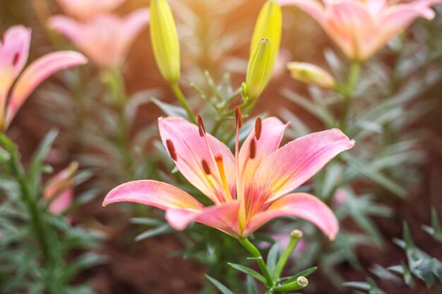 Foto prossimo piano di una pianta a fiori rosa