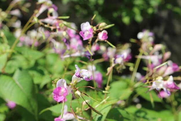 Close-up of pink flowering plant