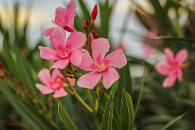 Photo close-up of pink flowering plant