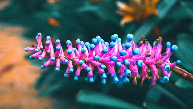 Foto prossimo piano di una pianta a fiori rosa