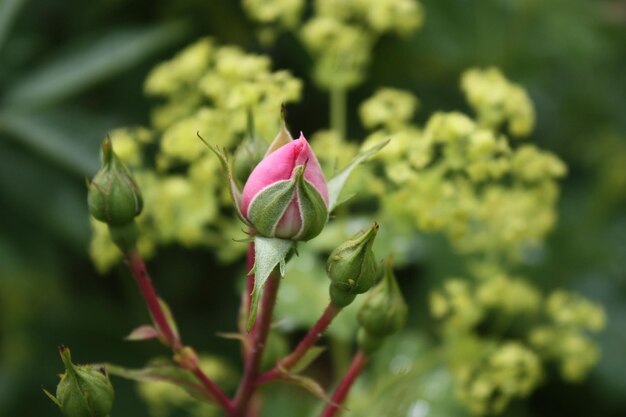 Close-up of pink flowering plant