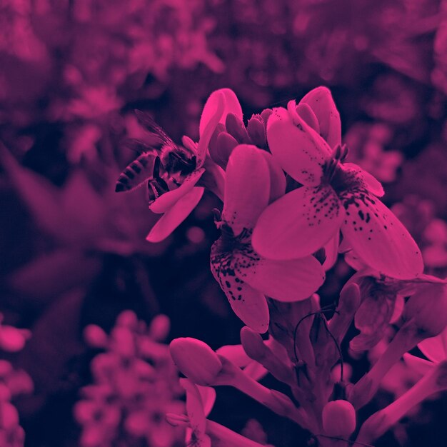 Photo close-up of pink flowering plant