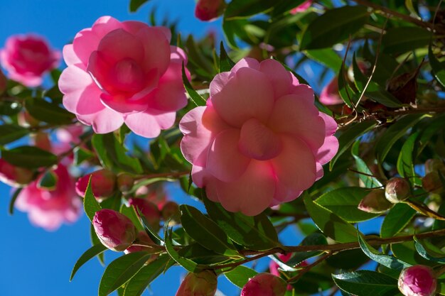 Close-up of pink flowering plant