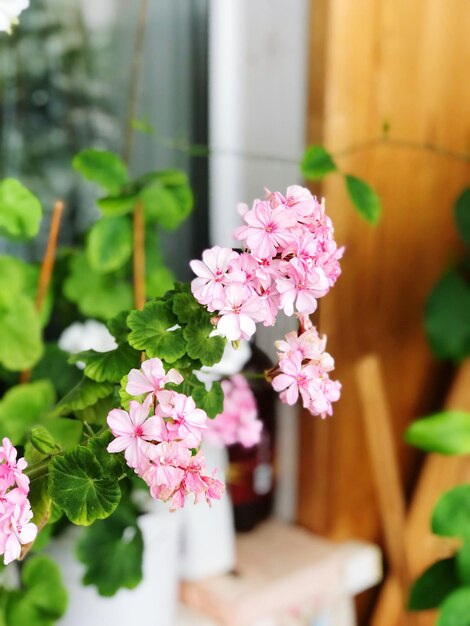 Photo close-up of pink flowering plant