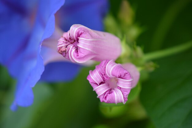 Foto prossimo piano di una pianta a fiori rosa