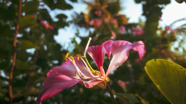 Foto prossimo piano di una pianta a fiori rosa