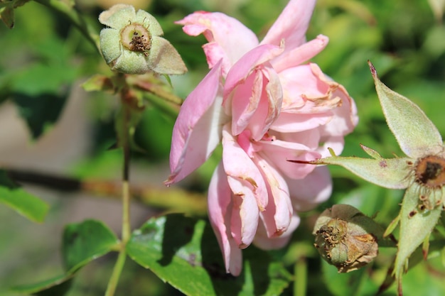 Foto prossimo piano di una pianta a fiori rosa