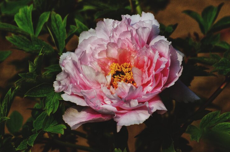 Photo ピンクの花の植物のクローズアップ