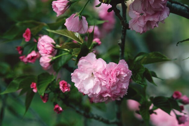 Close-up of pink flowering plant