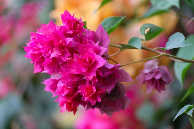ピンクの花の植物のクローズアップ