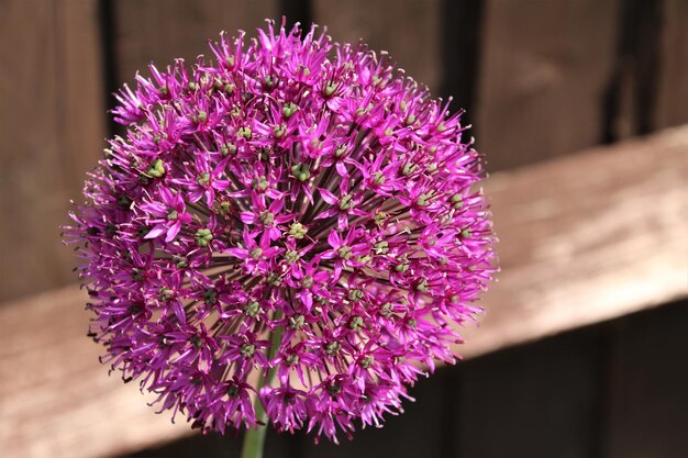 Photo close-up of pink flowering plant