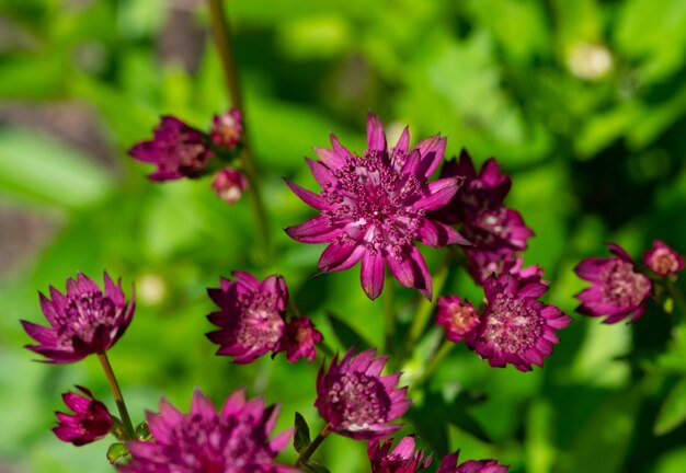 Photo close-up of pink flowering plant