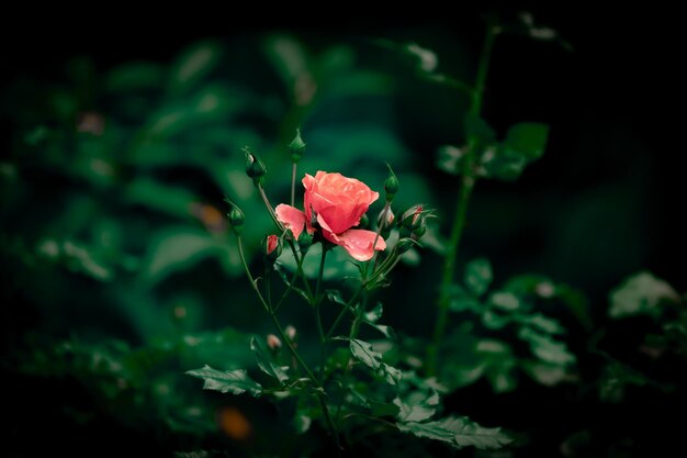 Photo close-up of pink flowering plant