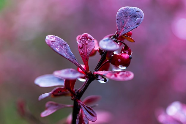 Photo close-up of pink flowering plant