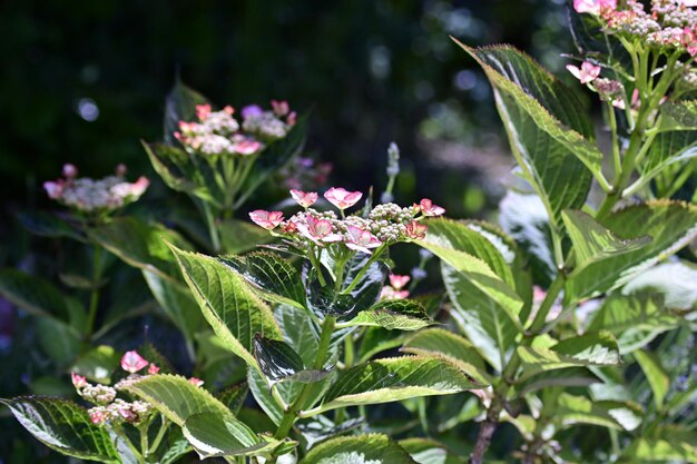 Photo close-up of pink flowering plant