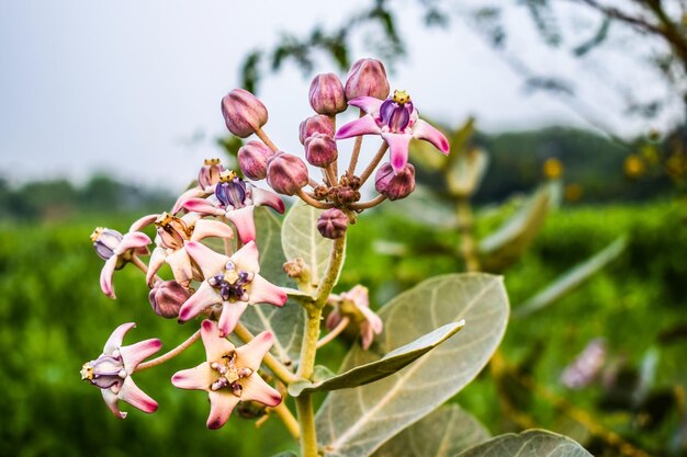 Photo close-up of pink flowering plant