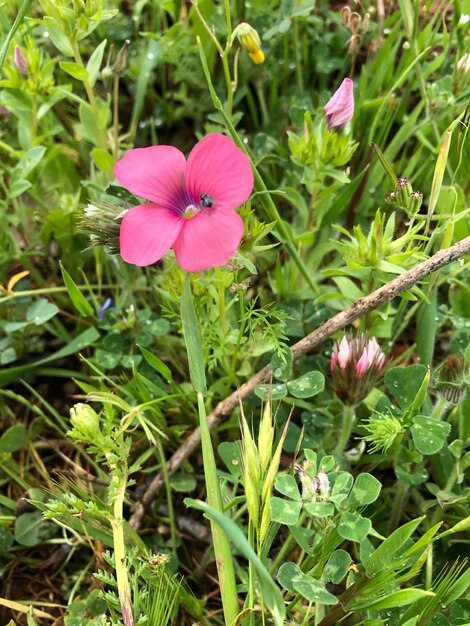 Photo close-up of pink flowering plant