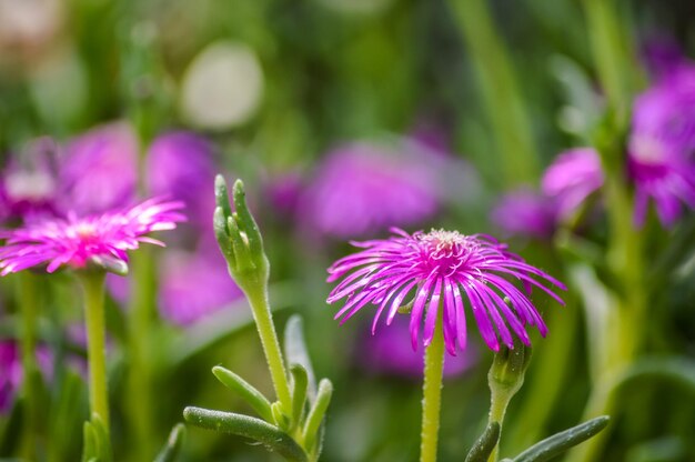 Photo close-up of pink flowering plant