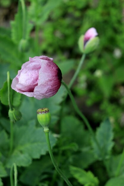 ピンクの花の植物のクローズアップ