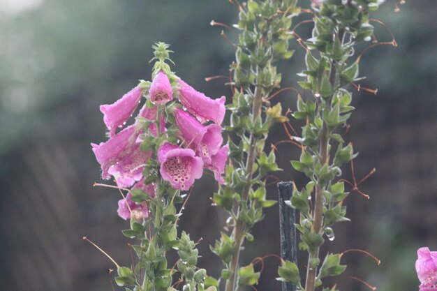 Close-up of pink flowering plant