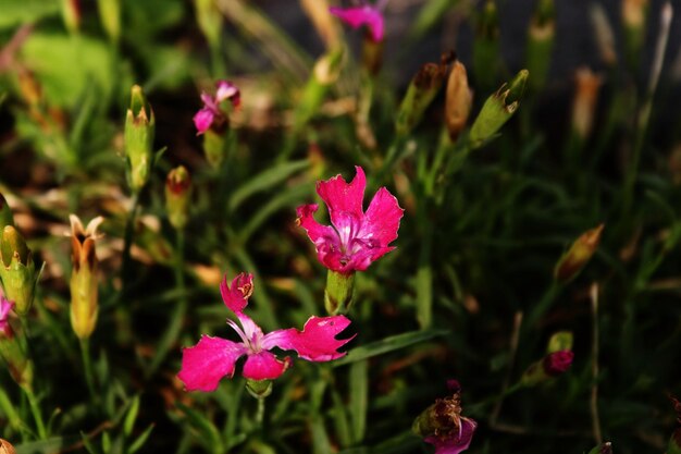 Foto prossimo piano di una pianta a fiori rosa