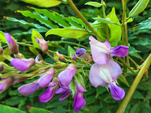 Close-up of pink flowering plant