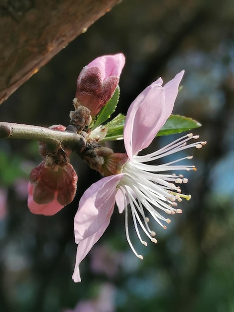 Close-up of pink flowering plant