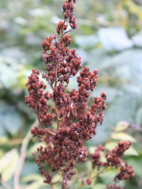 ピンクの花の植物のクローズアップ