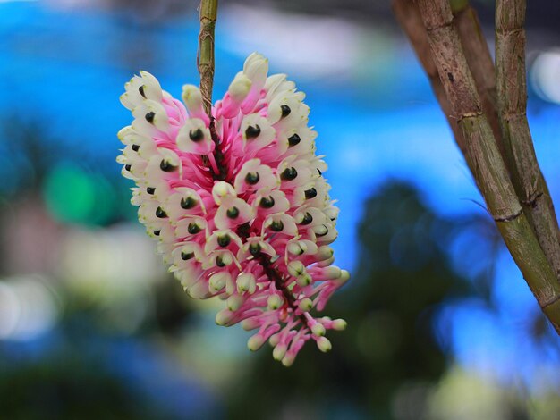 Close-up of pink flowering plant