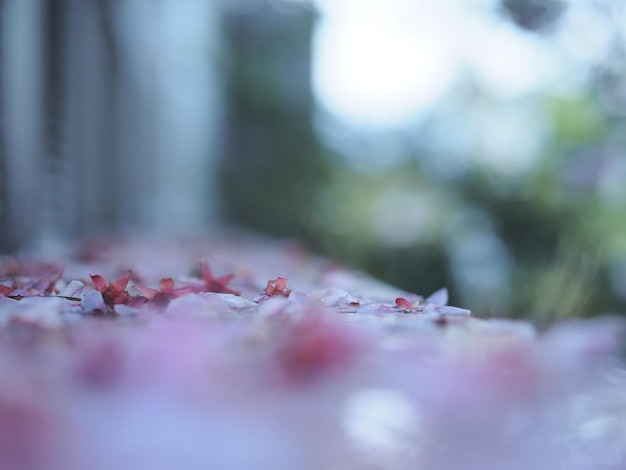 Photo close-up of pink flowering plant