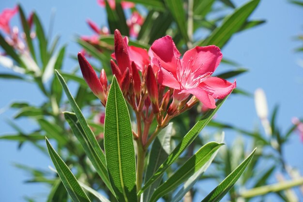 ピンクの花の植物のクローズアップ