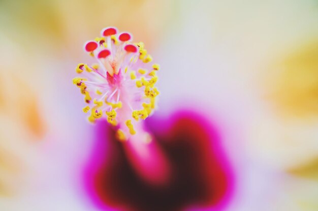 Photo close-up of pink flowering plant