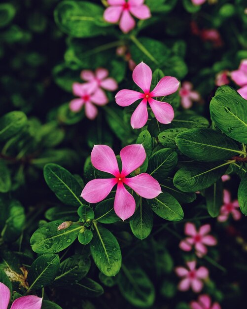 Foto prossimo piano di una pianta a fiori rosa