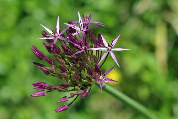 Photo close-up of pink flowering plant