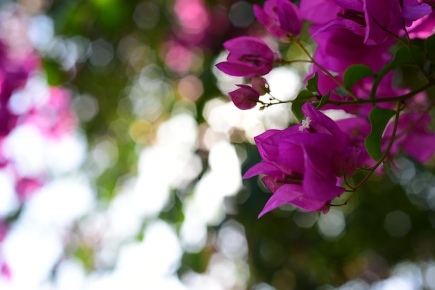 Foto prossimo piano di una pianta a fiore rosa