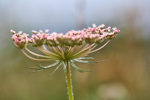 Photo close-up of pink flowering plant