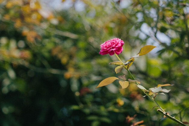 Foto prossimo piano di una pianta a fiore rosa