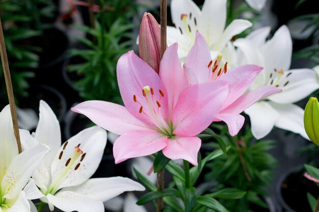 Photo close-up of pink flowering plant