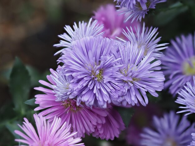 Photo close-up of pink flowering plant