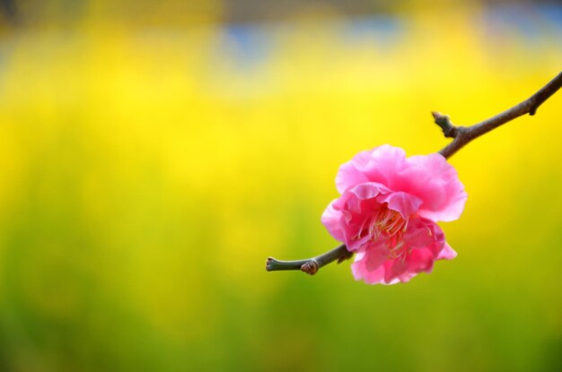 Close-up of pink flowering plant