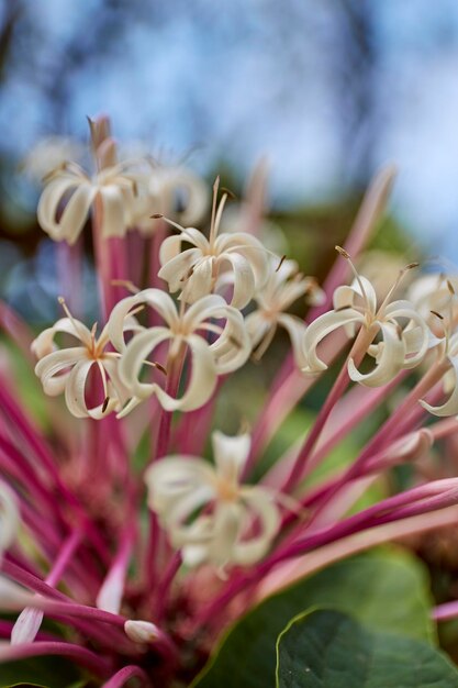 Photo close-up of pink flowering plant