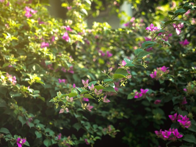 ピンクの花の植物のクローズアップ