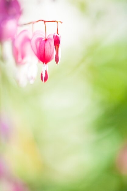 Foto prossimo piano di una pianta a fiori rosa