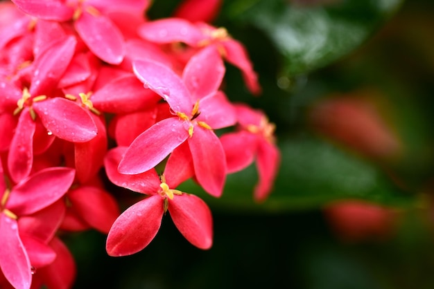 Photo close-up of pink flowering plant