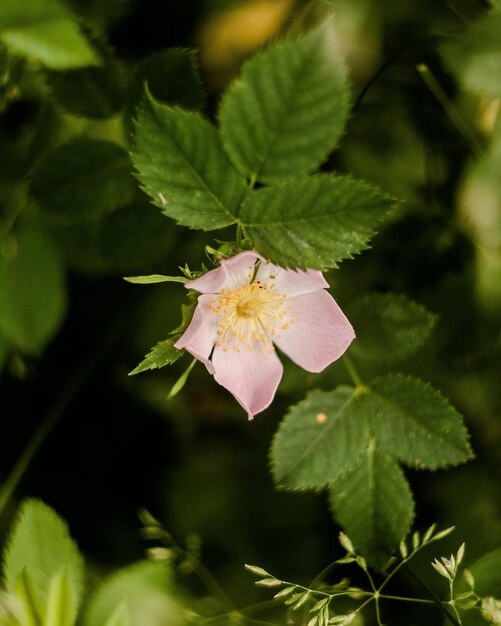 Photo close-up of pink flowering plant