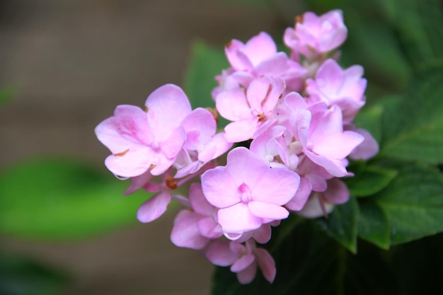 ピンクの花の植物のクローズアップ